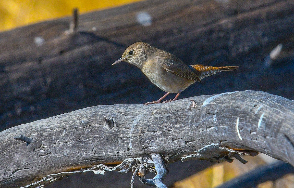 House Wren - ML608619177