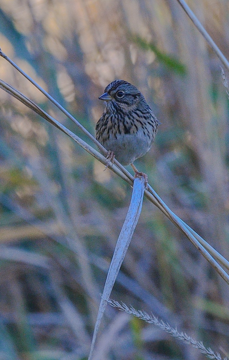 Lincoln's Sparrow - ML608619199