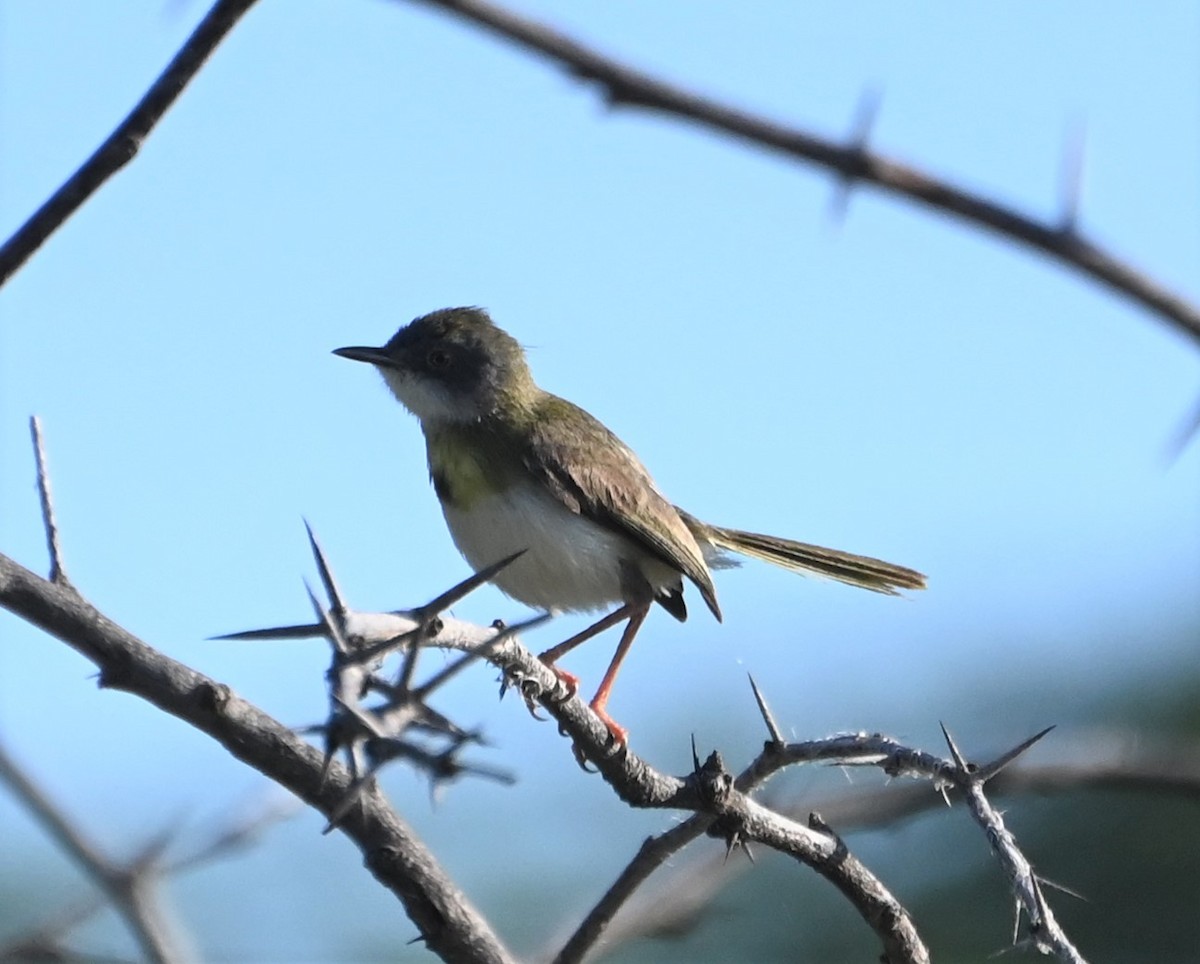 Yellow-breasted Apalis (Brown-tailed) - ML608619362