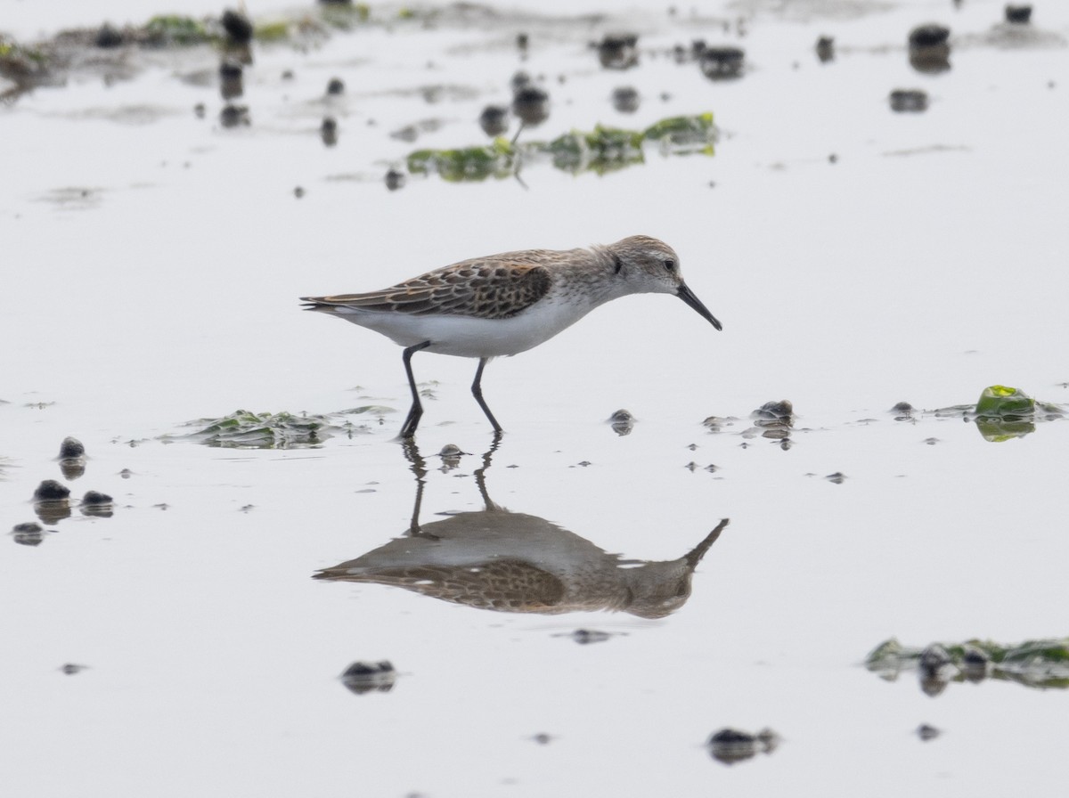 Western Sandpiper - ML608619395