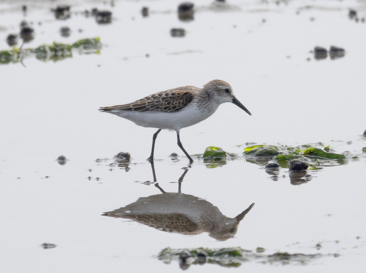 Western Sandpiper - ML608619402