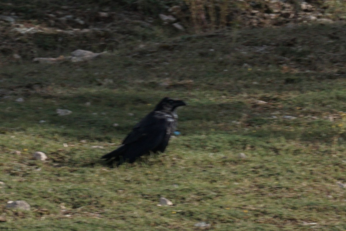 Common Raven - ML608619602
