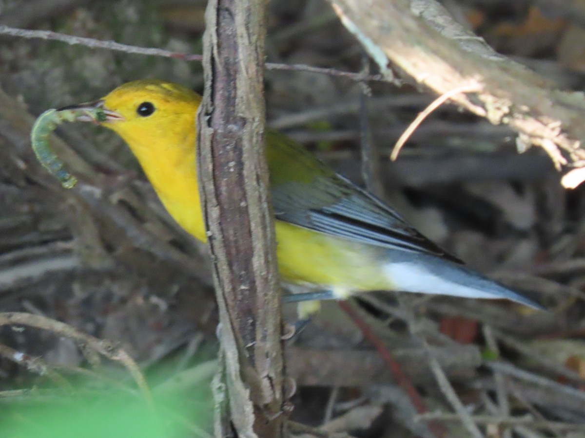 Prothonotary Warbler - ML608619603