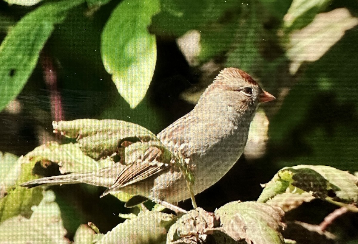 White-crowned Sparrow - ML608619656