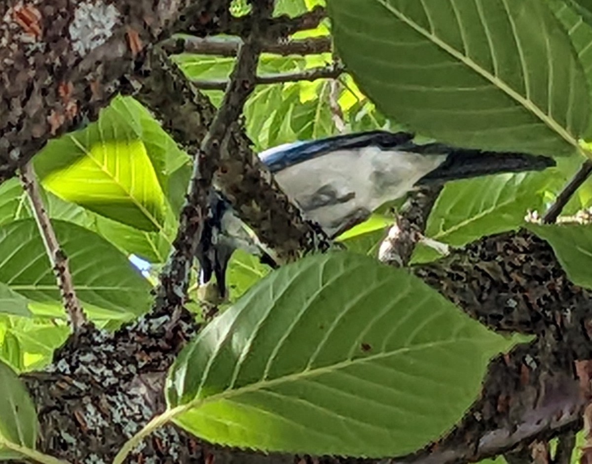 krattskrike - ML608619768