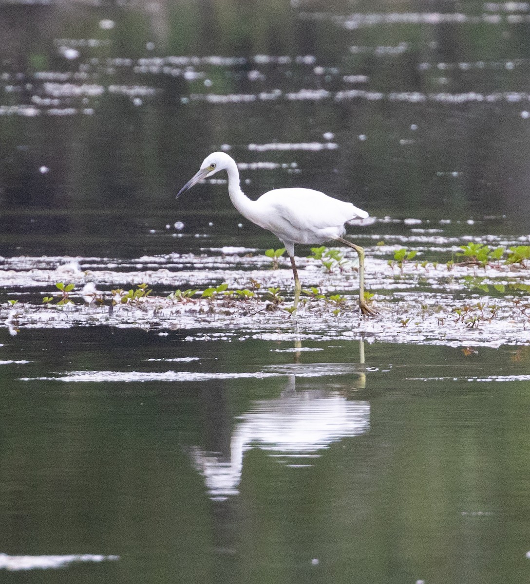 Little Blue Heron - ML608619814