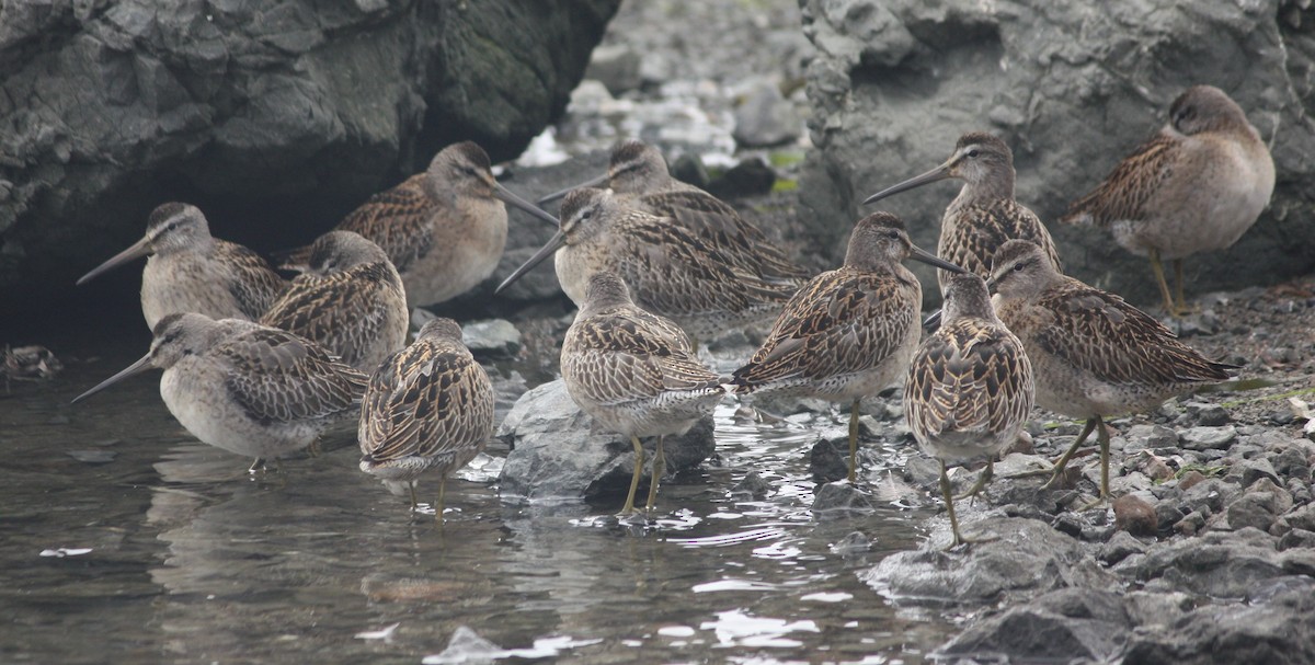 Short-billed Dowitcher (caurinus) - ML608619849