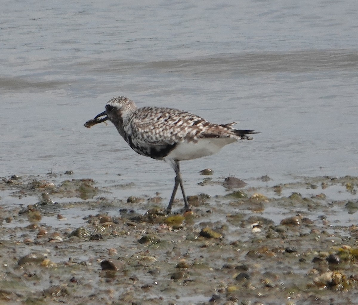 Black-bellied Plover - Paul  McPartland