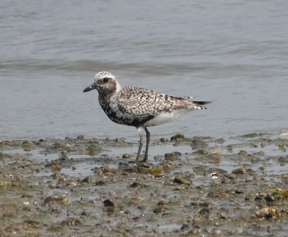 Black-bellied Plover - Paul  McPartland