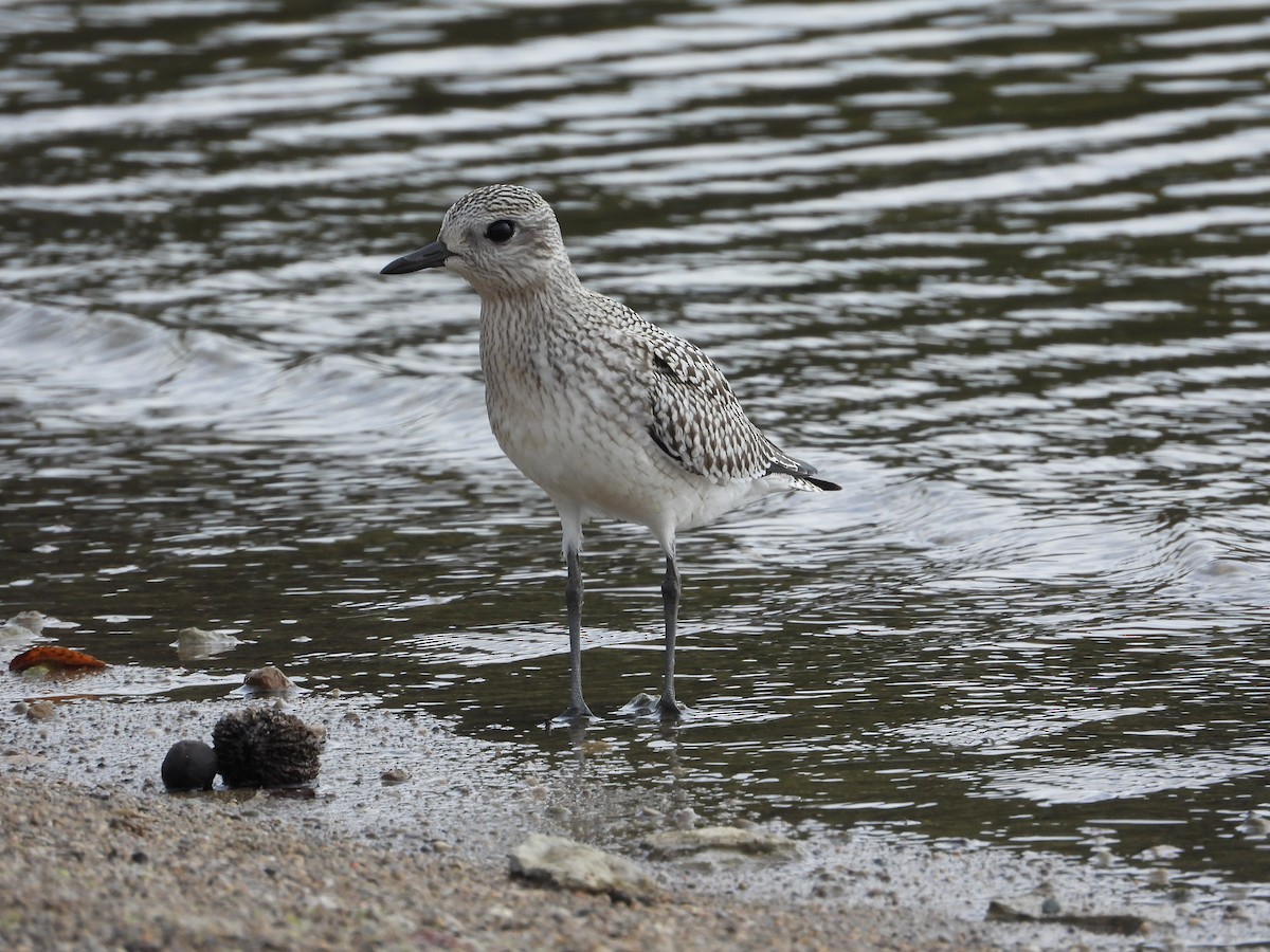 Black-bellied Plover - ML608619953