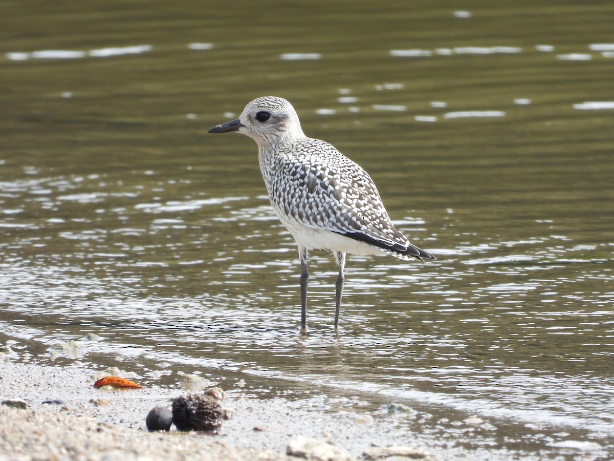 Black-bellied Plover - ML608619955