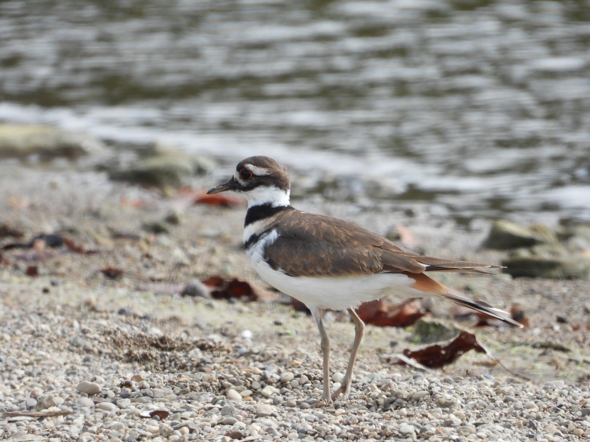 Killdeer - ML608619960