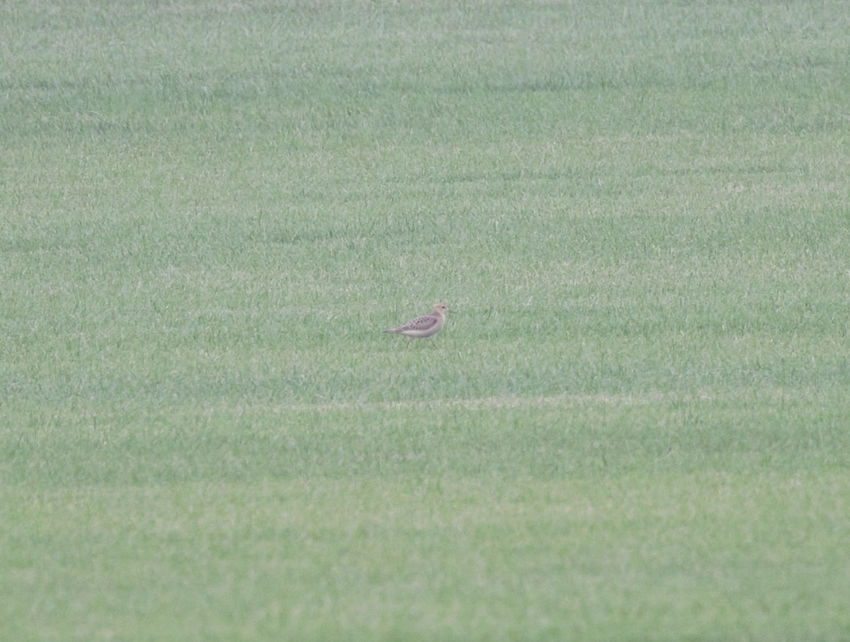 Buff-breasted Sandpiper - ML608619984