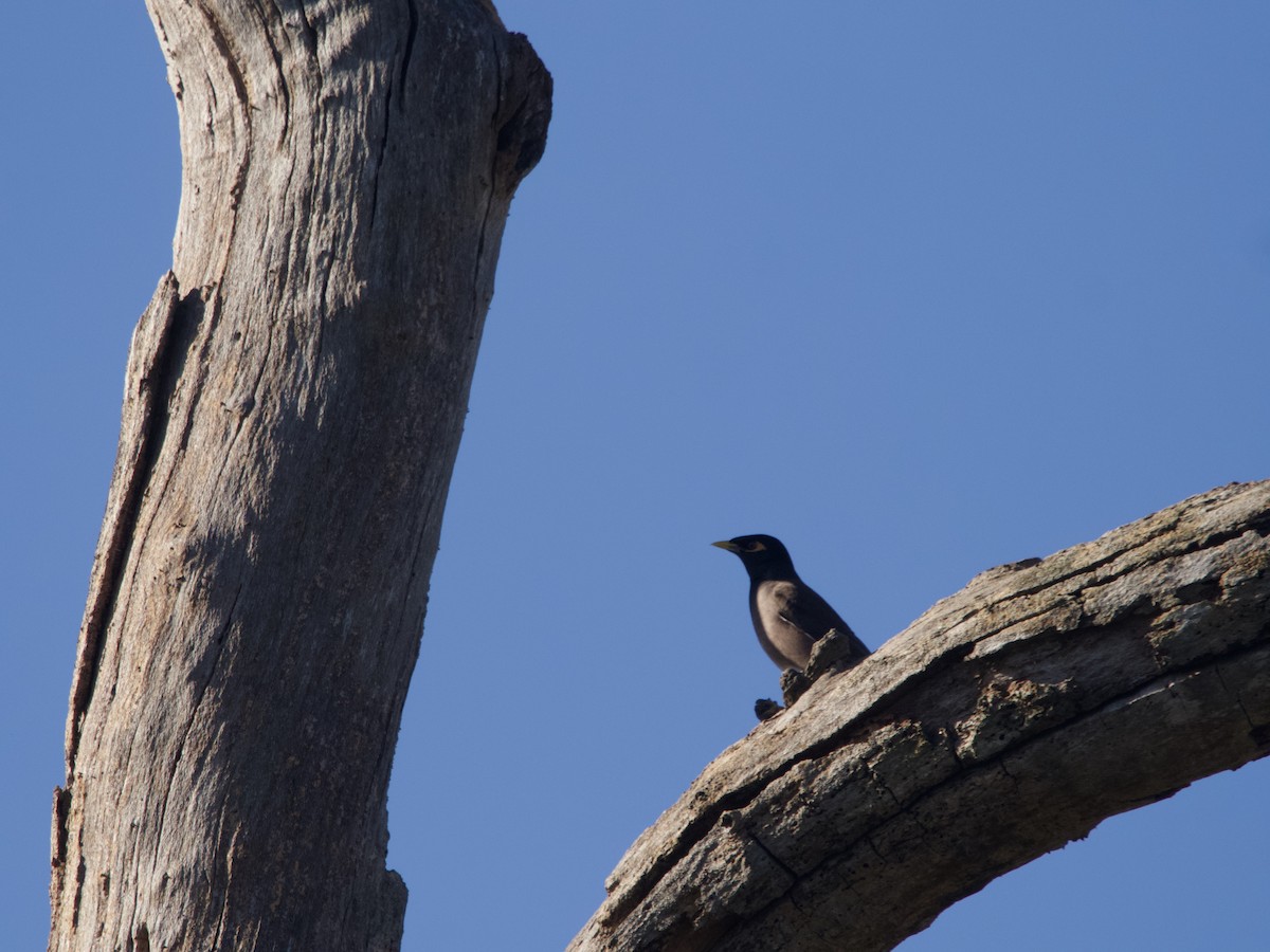 Common Myna - ML608620055