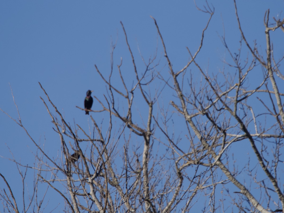 European Starling - ML608620059