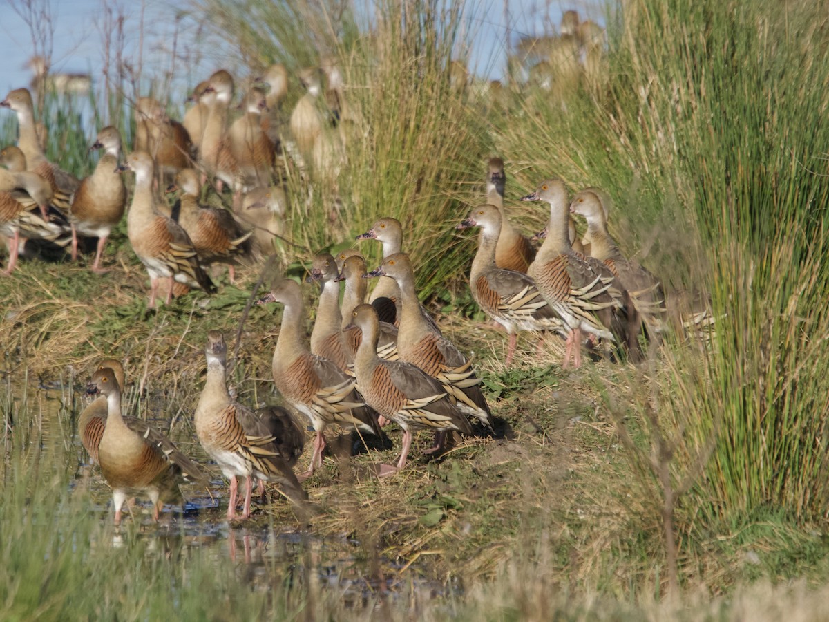 Plumed Whistling-Duck - ML608620068