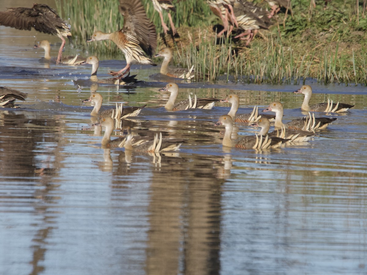 Plumed Whistling-Duck - Yvonne van Netten