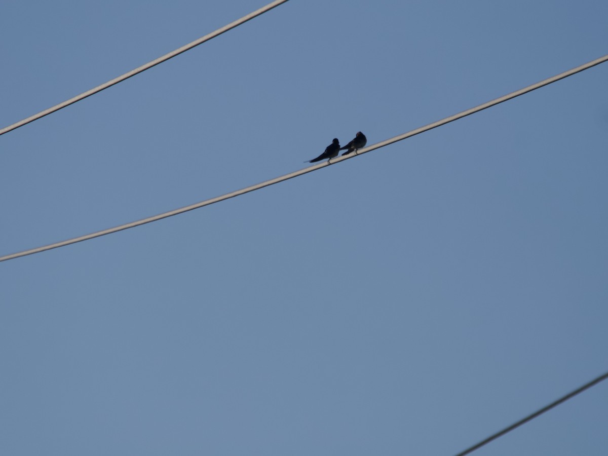 Golondrina Australiana - ML608620105