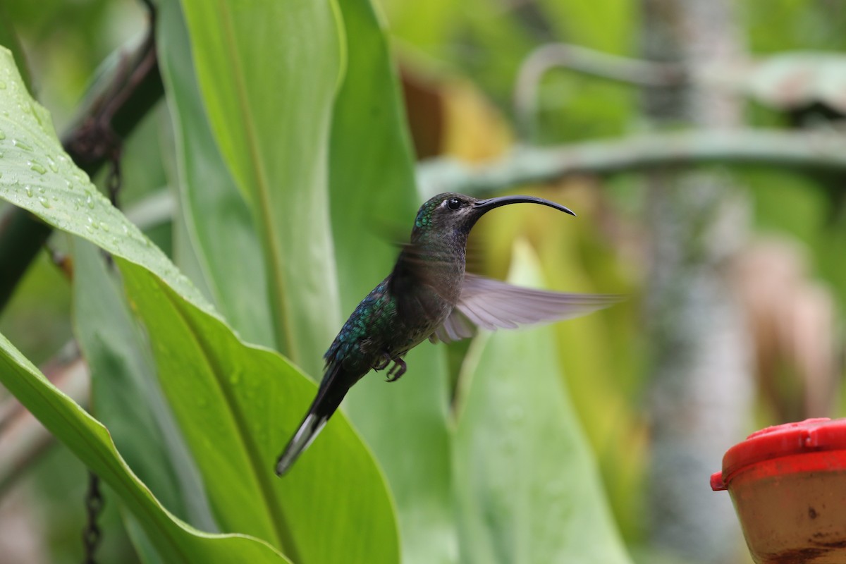 Violet Sabrewing - ML608620109