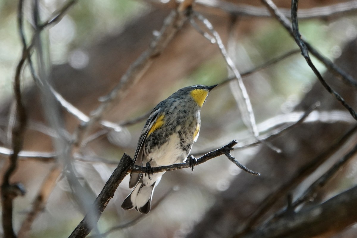 Yellow-rumped Warbler (Audubon's) - ML608620135