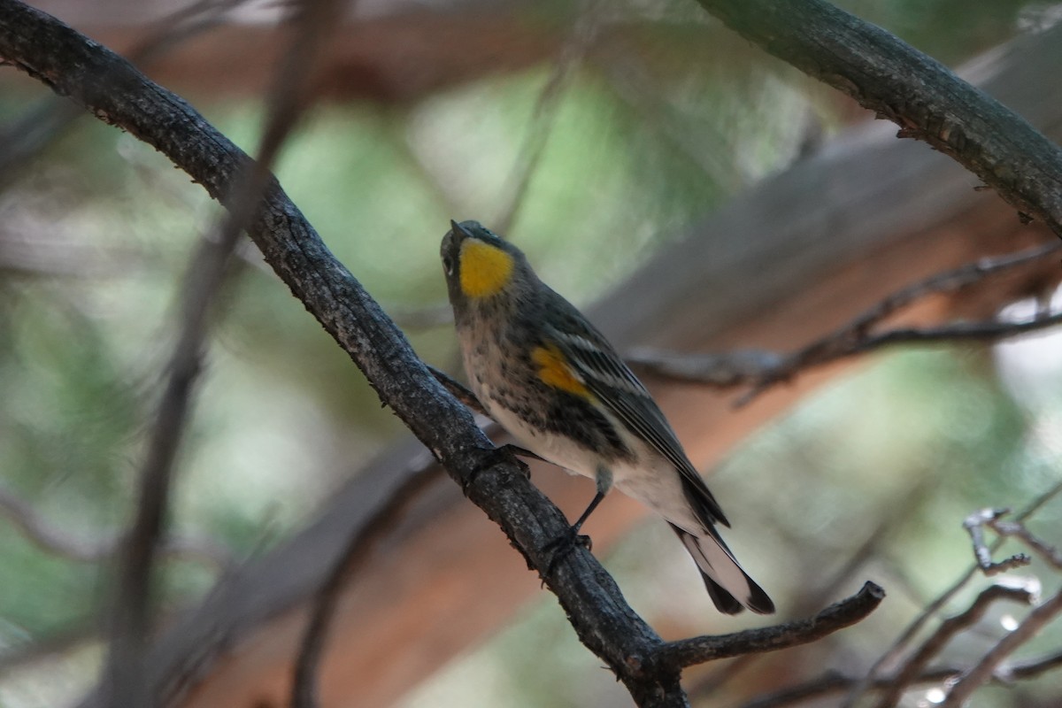 Yellow-rumped Warbler (Audubon's) - ML608620138