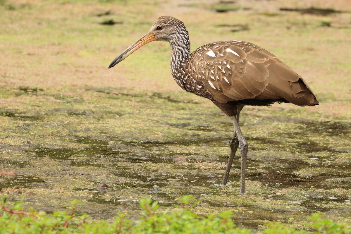 Limpkin - ML608620143