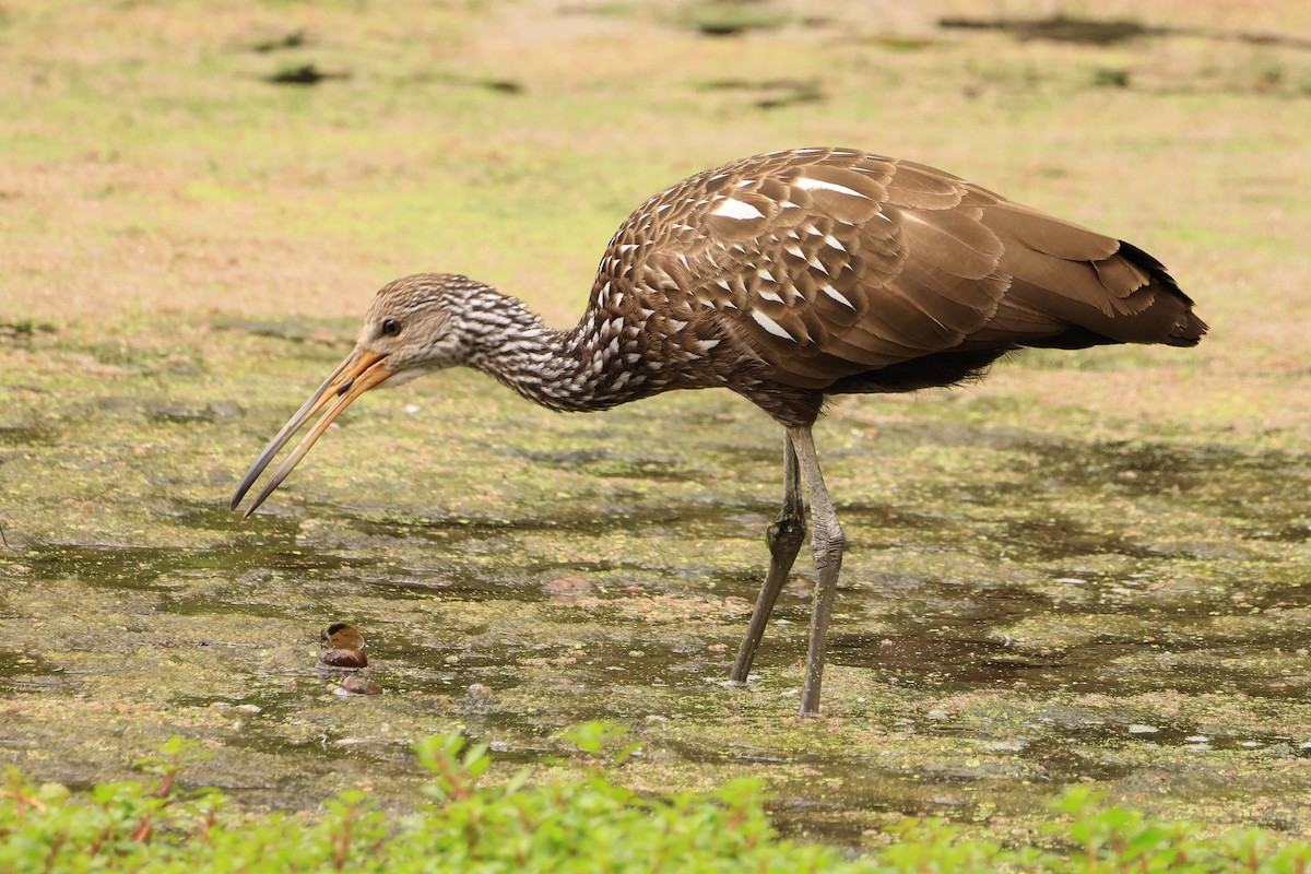 Limpkin - ML608620144