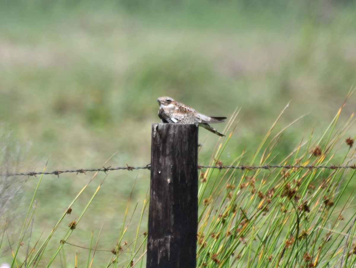 Common Nighthawk - ML608620155