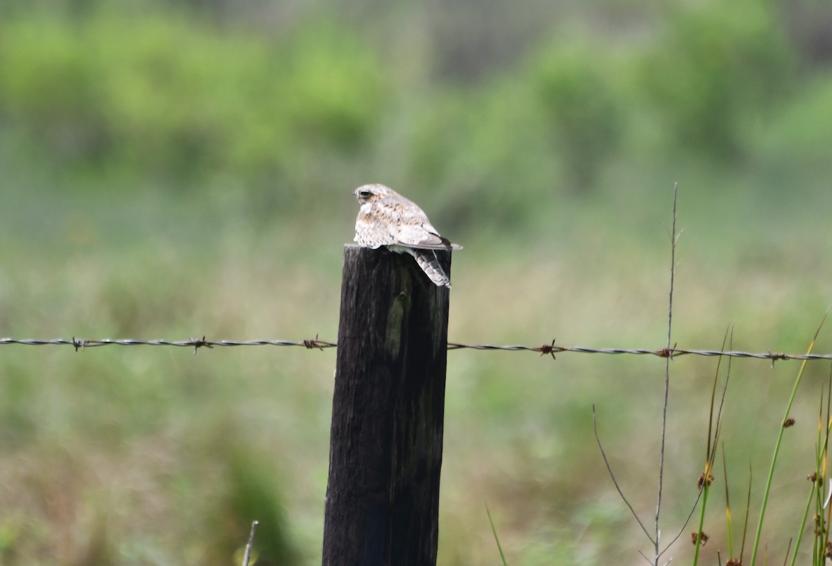 Common Nighthawk - ML608620158