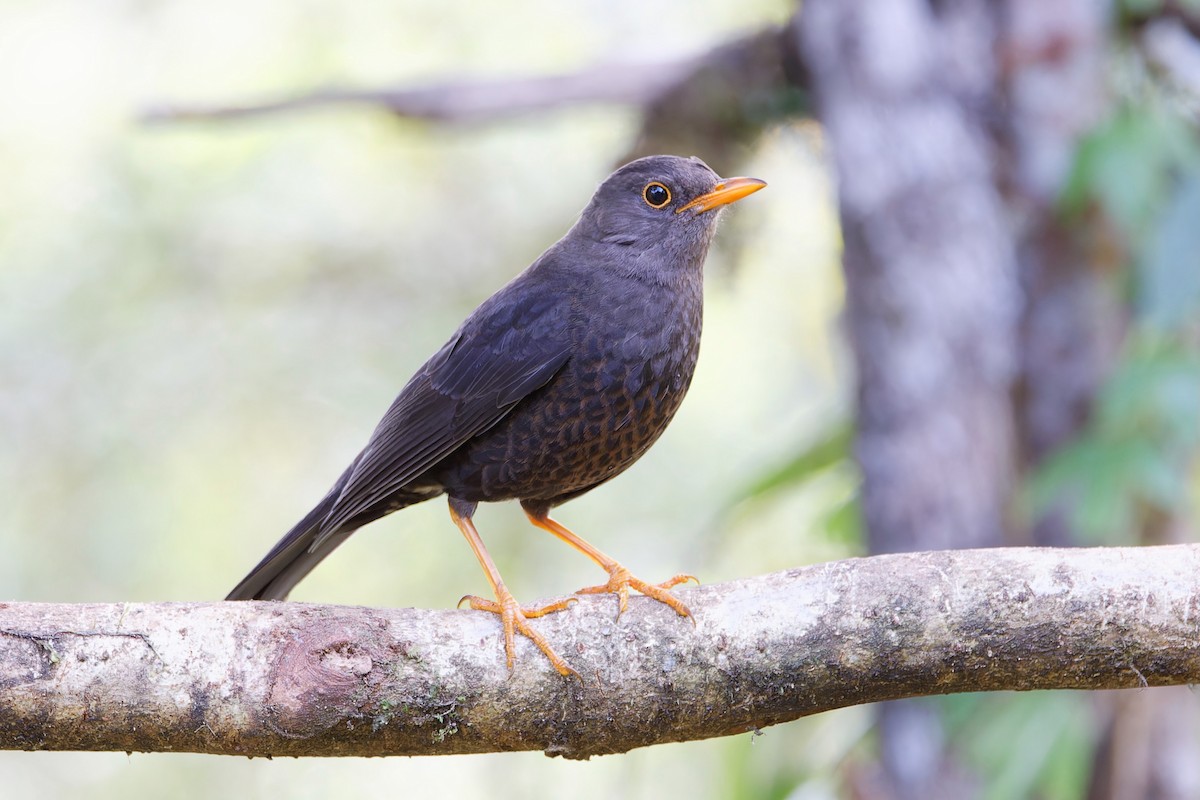 Papuan Island-Thrush - Eric Barnes