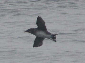 Rhinoceros Auklet - Eugene Hunn