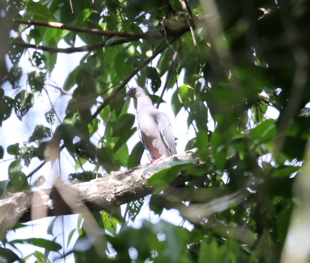 Plain Pigeon - ML608620421