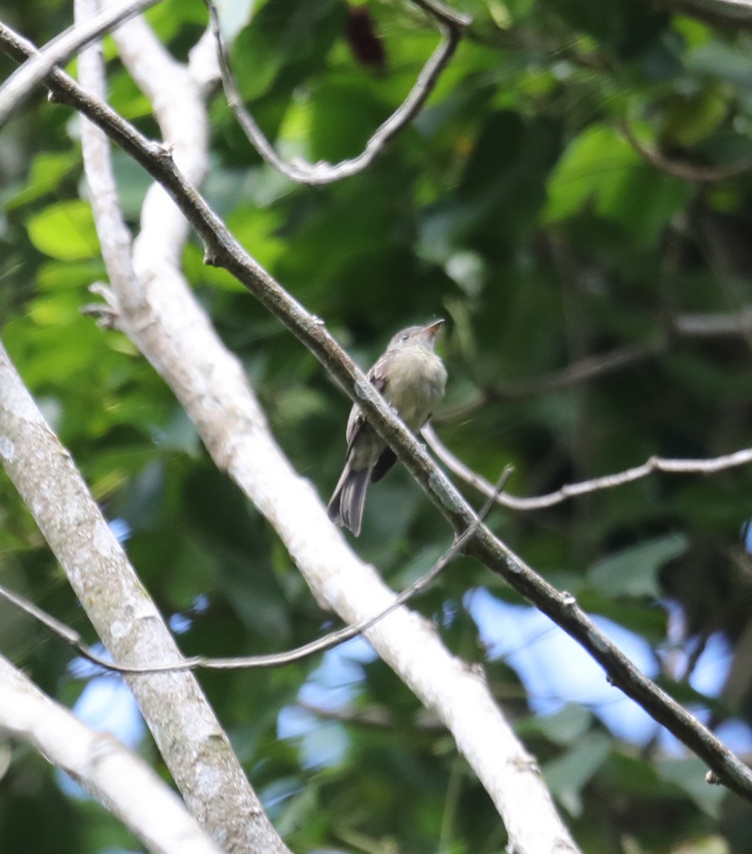 Hispaniolan Pewee - ML608620504