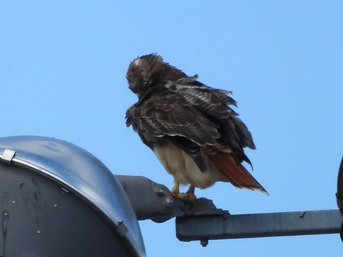 Red-tailed Hawk - ML608620546