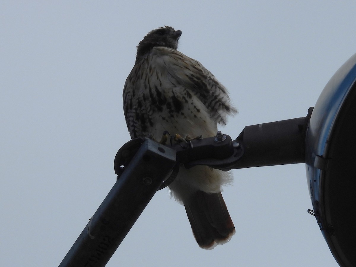 Red-tailed Hawk - ML608620548