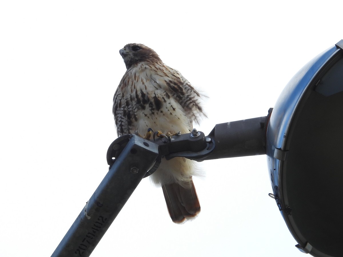 Red-tailed Hawk - ML608620549