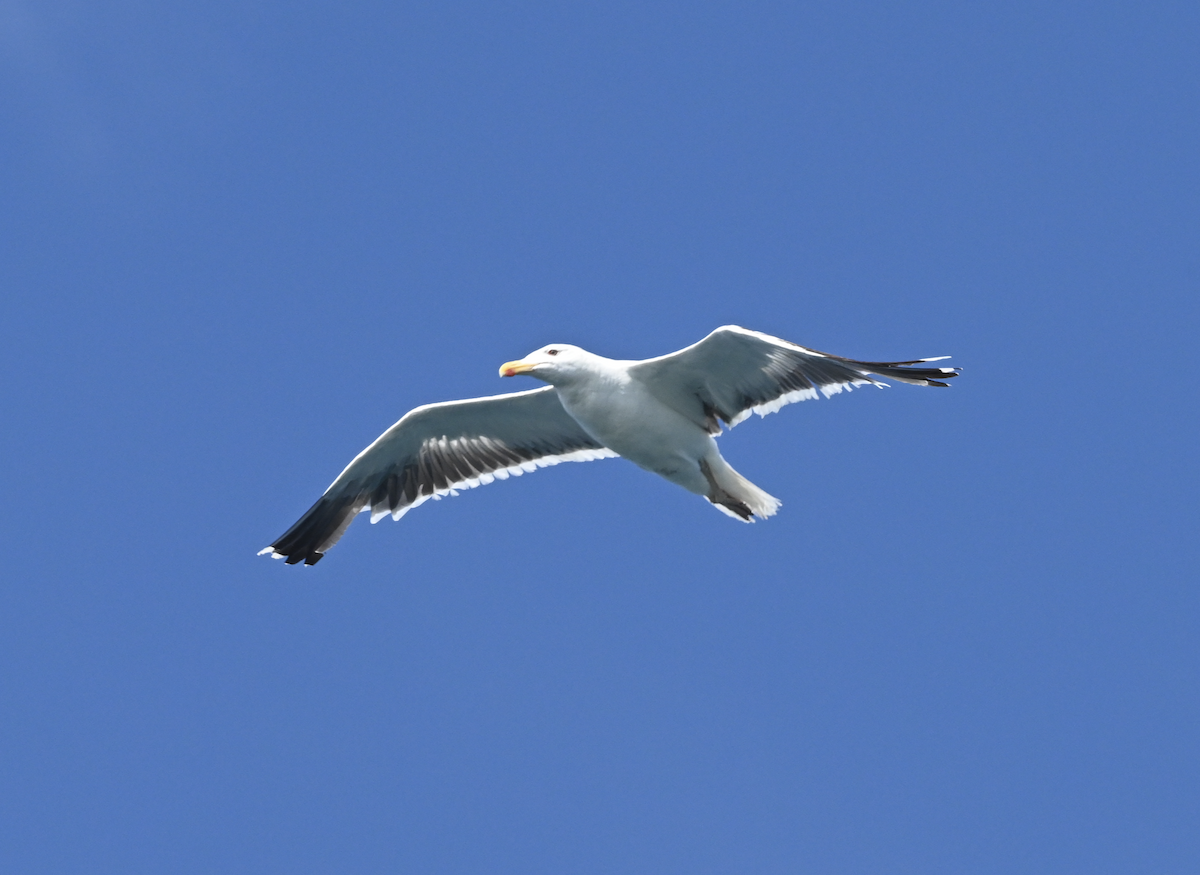 Great Black-backed Gull - Joseph Tobias