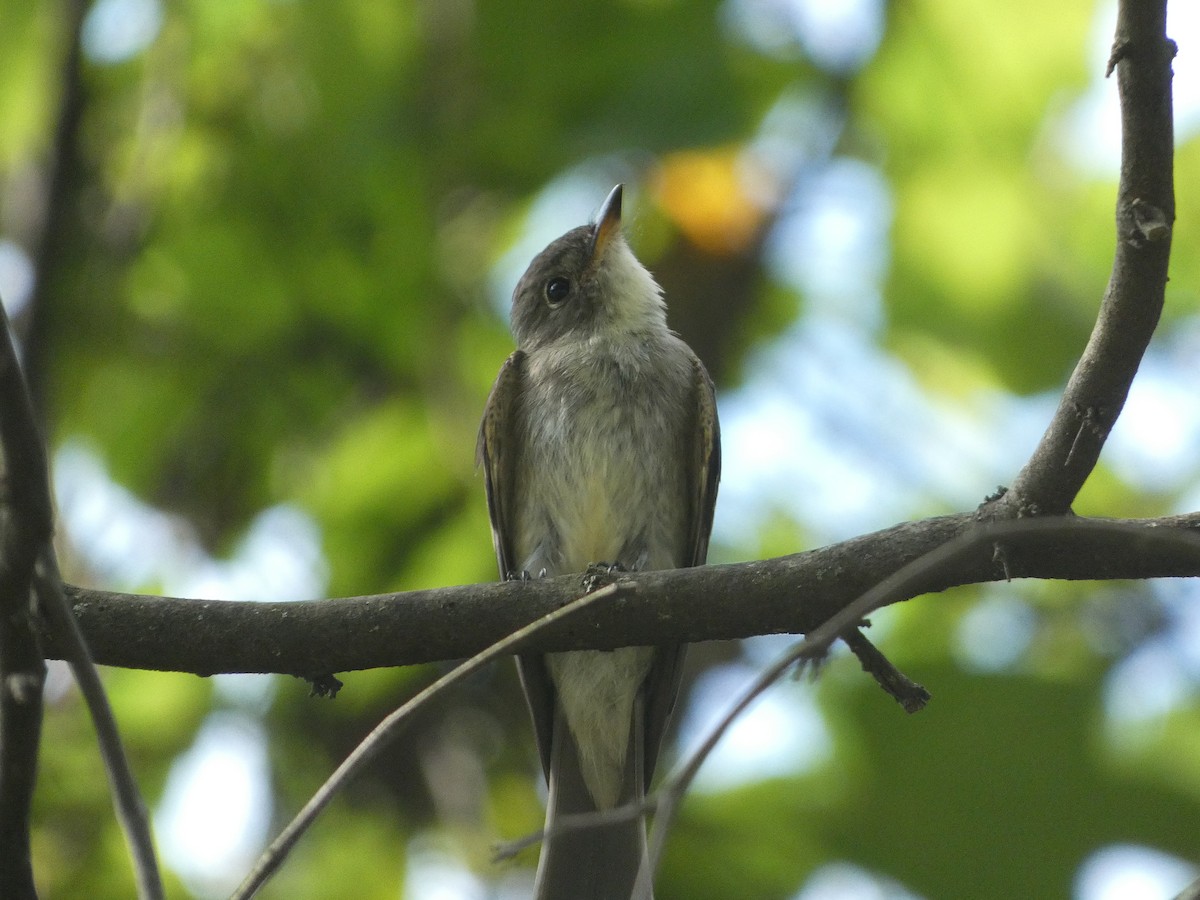 Eastern Wood-Pewee - ML608620576