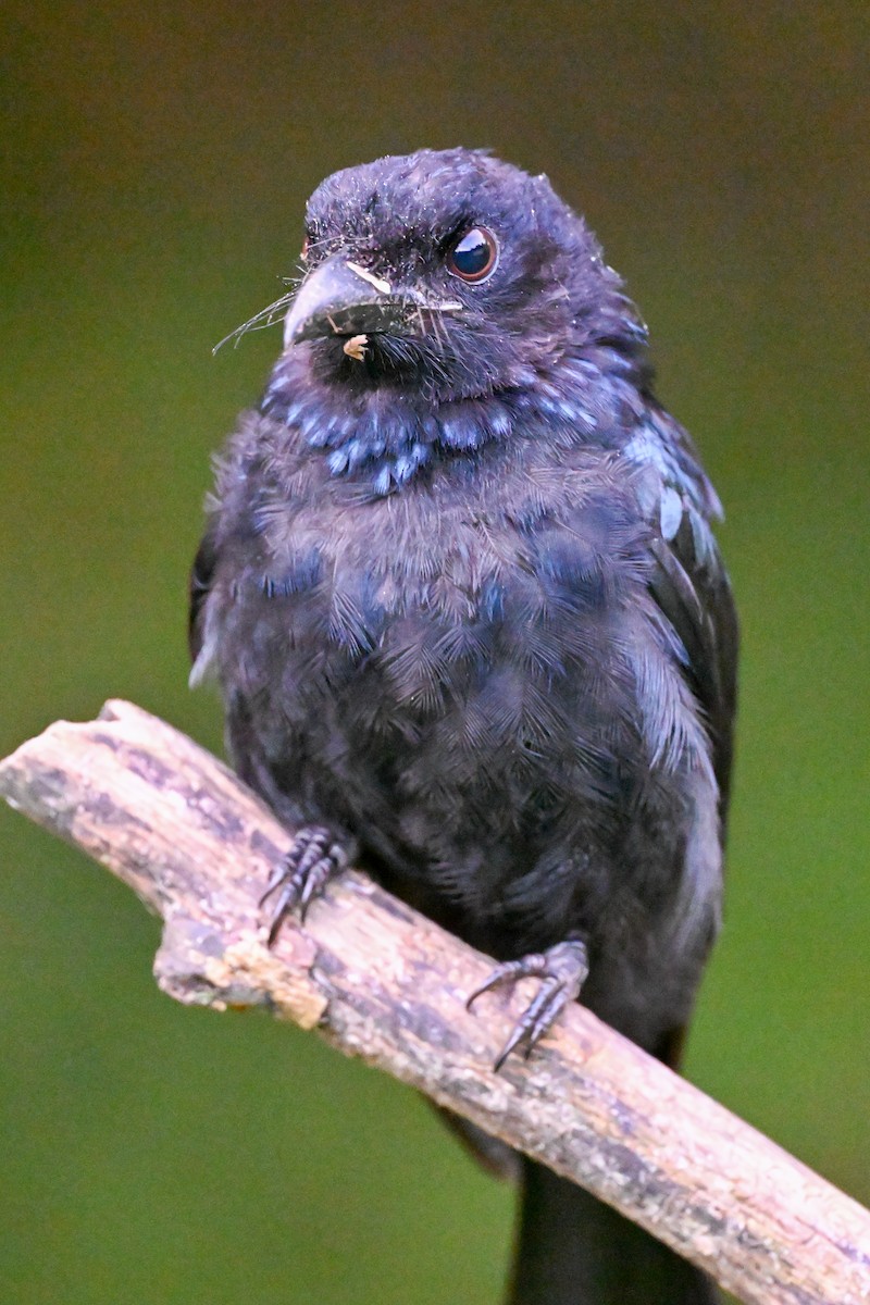 Hair-crested Drongo (Bornean) - ML608620580