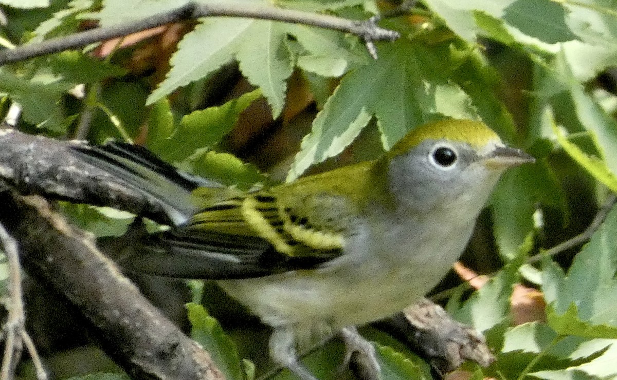 Chestnut-sided Warbler - ML608620584