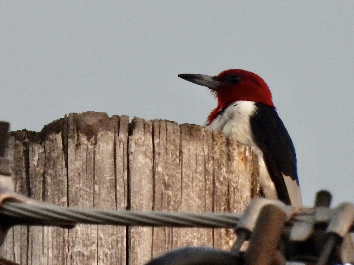 Red-headed Woodpecker - ML608620652