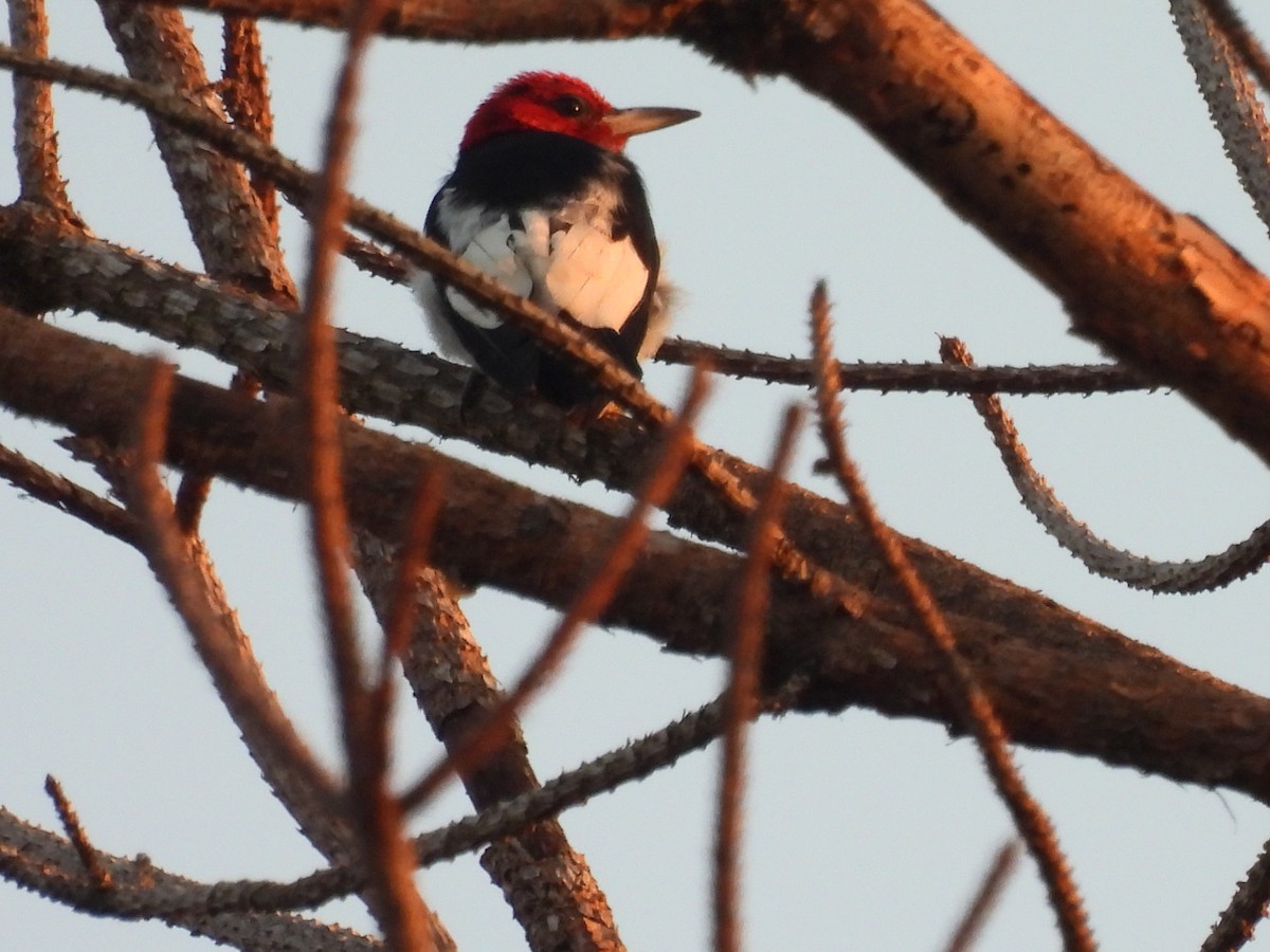 Red-headed Woodpecker - ML608620664