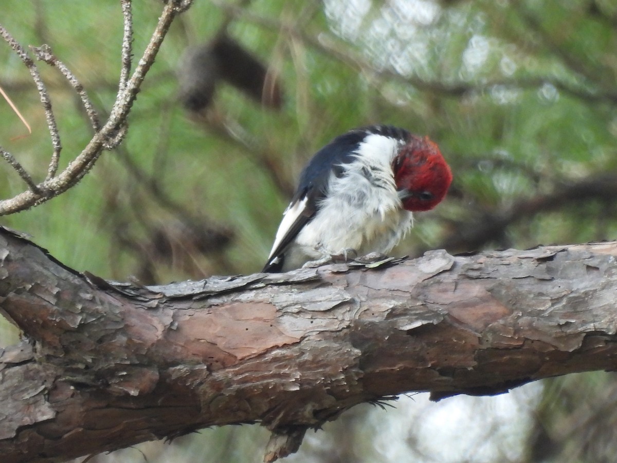 Red-headed Woodpecker - ML608620666