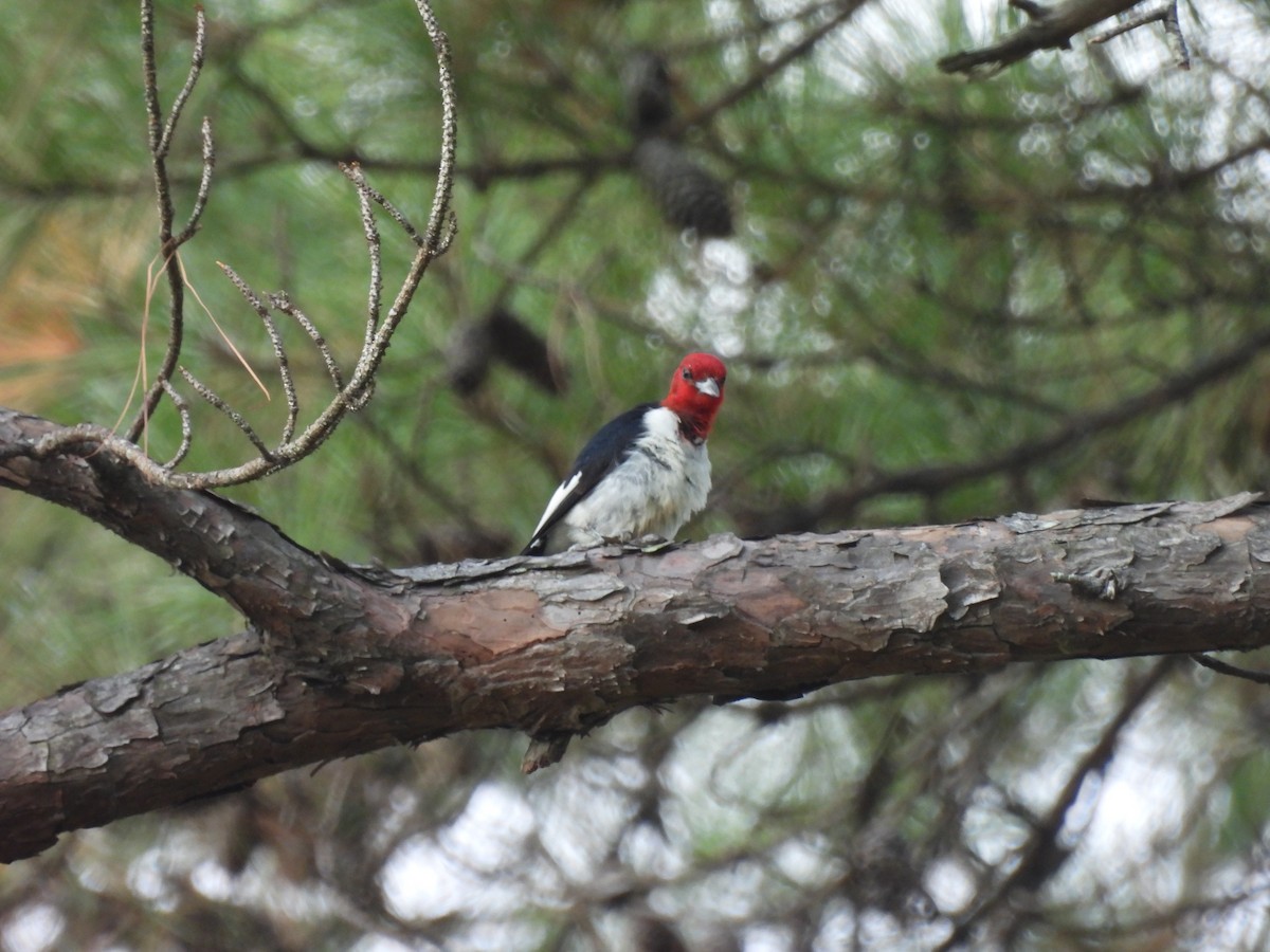 Red-headed Woodpecker - ML608620669