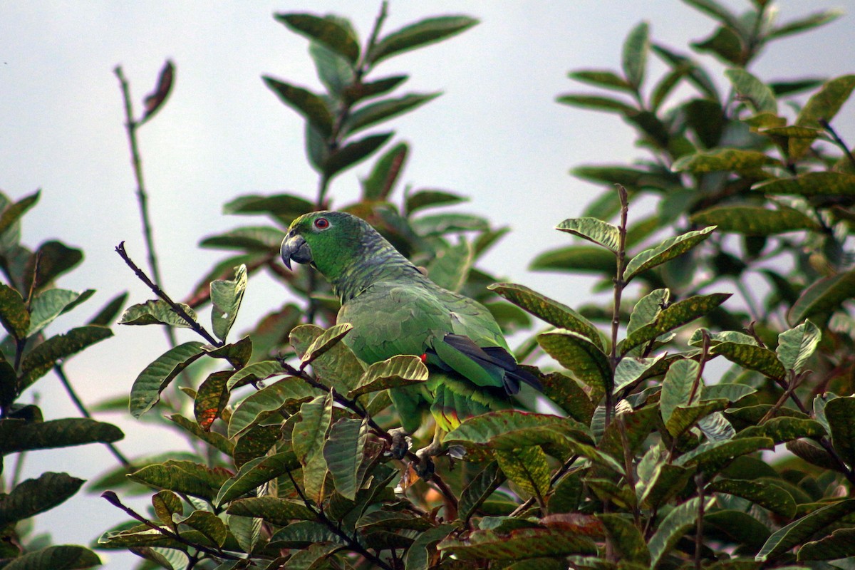 Mealy Parrot - ML608620685