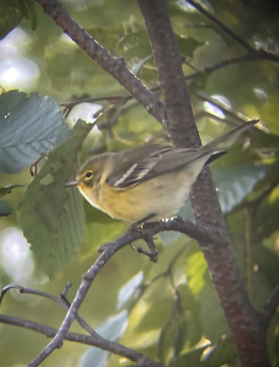 Pine Warbler - Aaron Holschbach