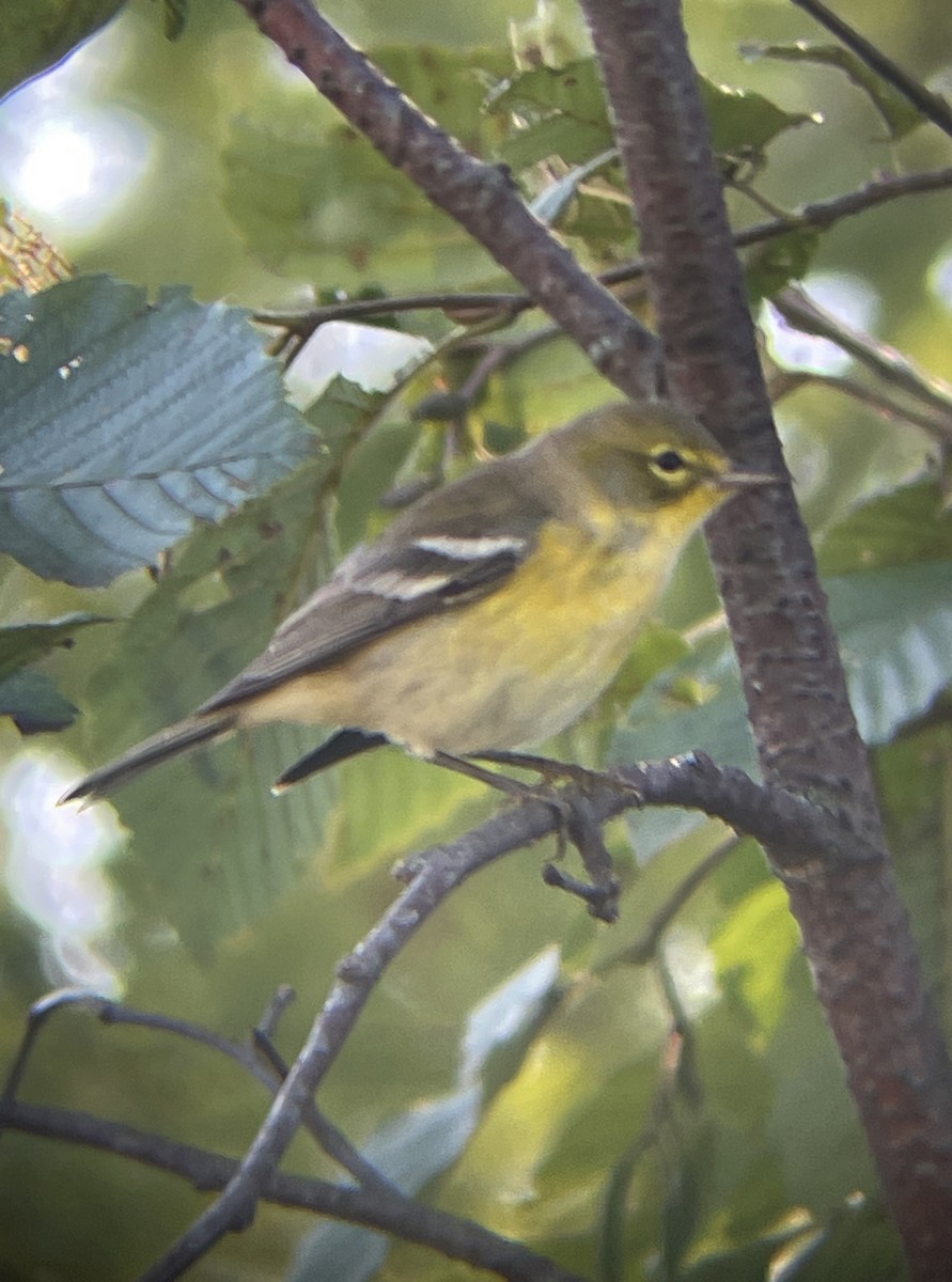 Pine Warbler - Aaron Holschbach