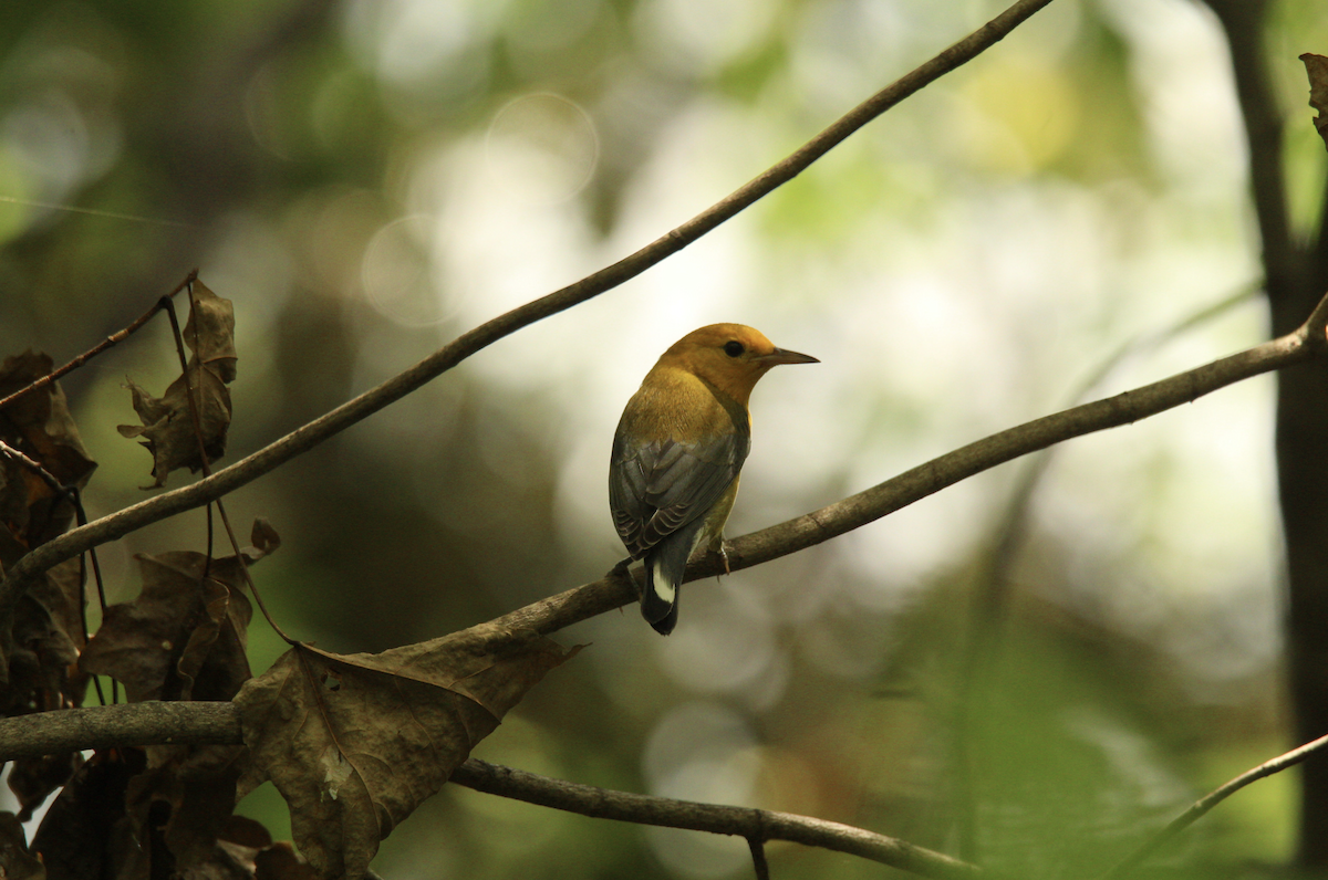 Prothonotary Warbler - ML608620725