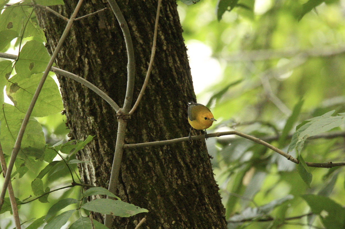 Prothonotary Warbler - ML608620726