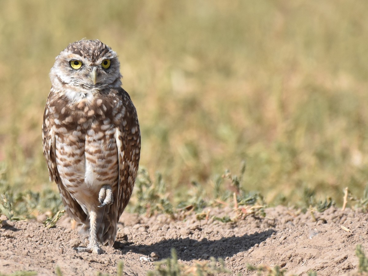 Burrowing Owl - ML608620771